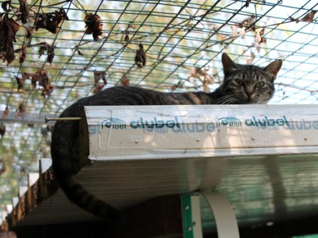 Gatto sul tetto che NON scotta